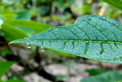 Provide High-Quality Nature Photos for Your Needs